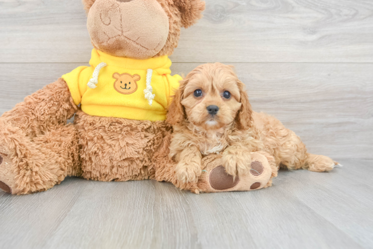 Cavapoo Puppy for Adoption