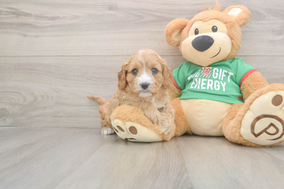 Funny Cavapoo Poodle Mix Pup