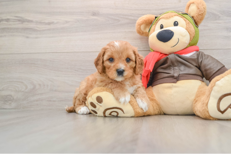 Cavapoo Puppy for Adoption