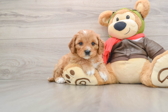 Cavapoo Puppy for Adoption