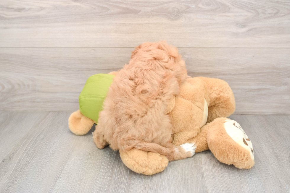 Cavapoo Puppy for Adoption