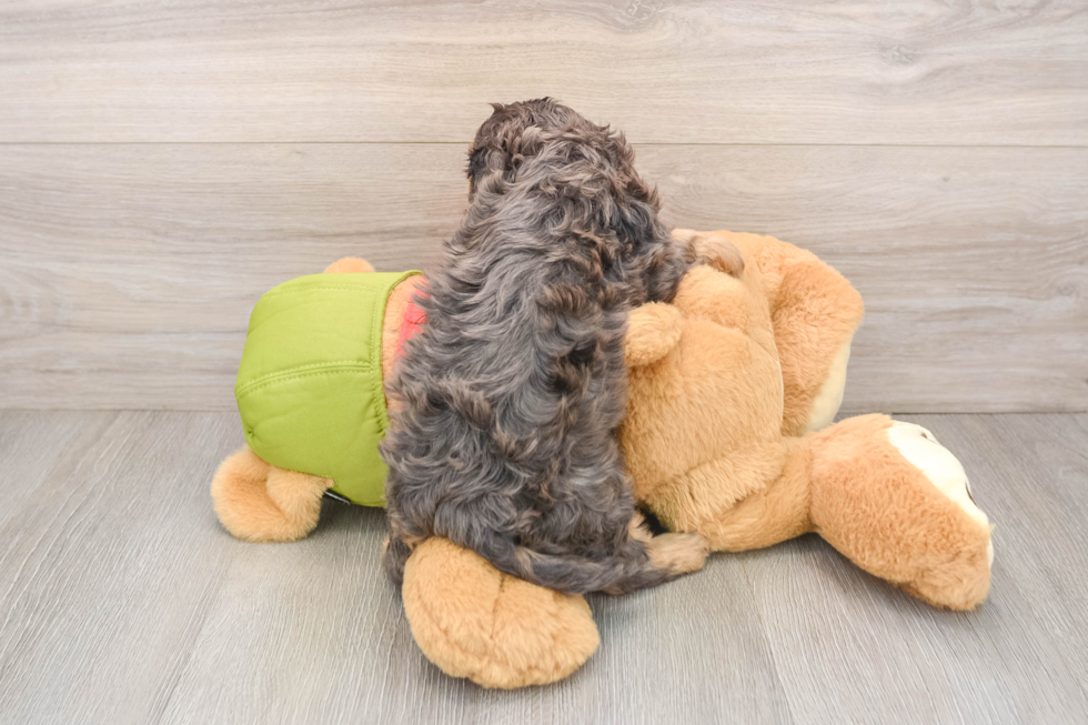 Cavapoo Puppy for Adoption