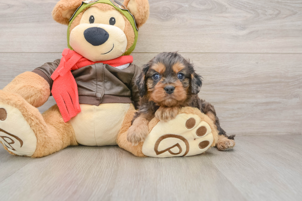 Fluffy Cavapoo Poodle Mix Pup