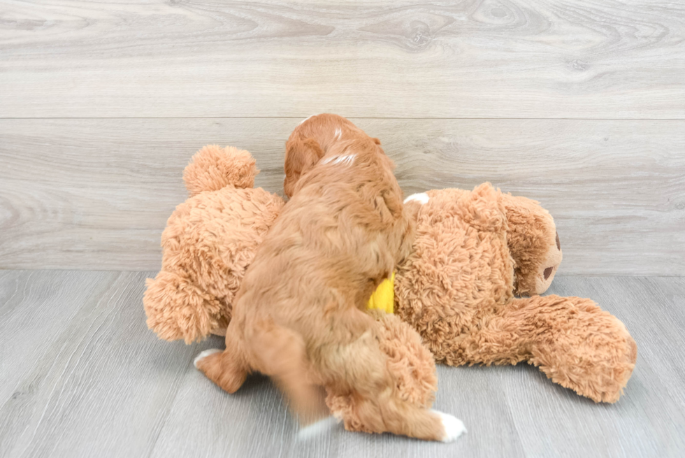 Friendly Cavapoo Baby