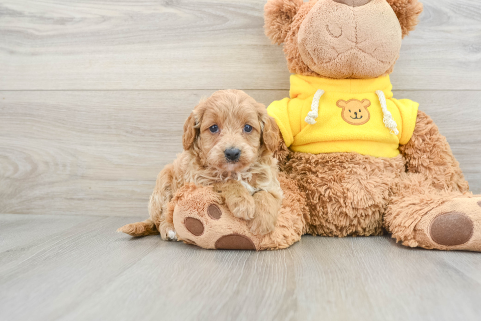 Best Cavapoo Baby