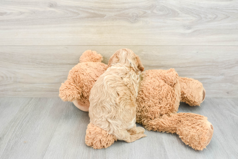 Petite Cavapoo Poodle Mix Pup