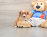 8 week old Cavapoo Puppy For Sale - Premier Pups