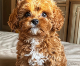 Cavapoo Puppies For Sale Premier Pups