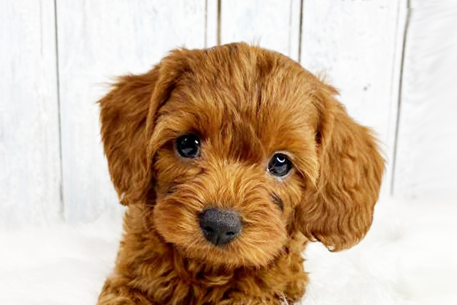 Cavapoo Puppies For Sale - Premier Pups