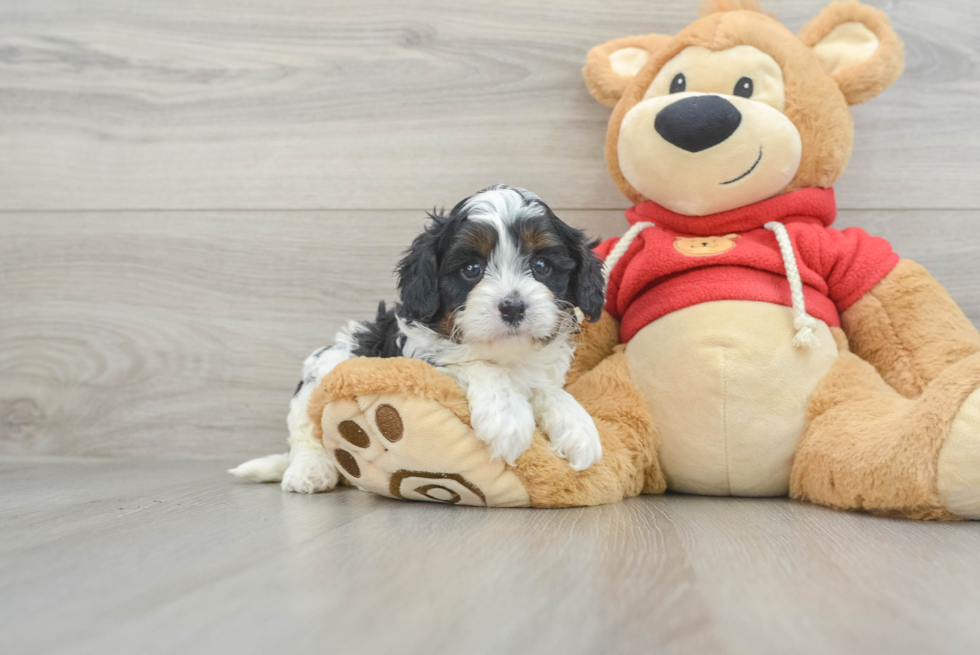 Cavapoo Pup Being Cute