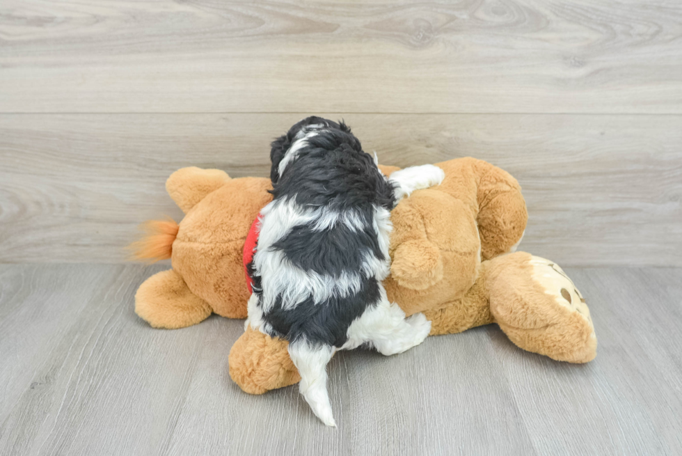 Cavapoo Puppy for Adoption