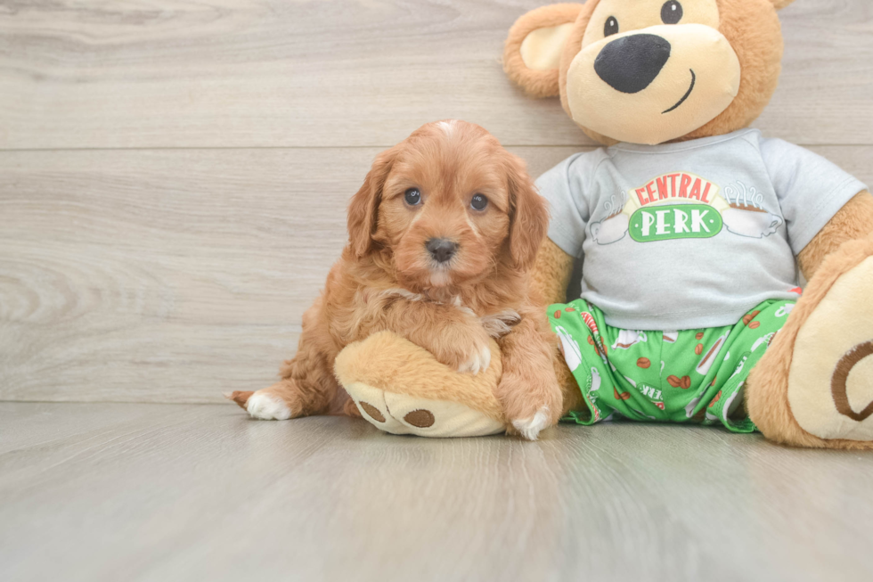 Cavapoo Pup Being Cute