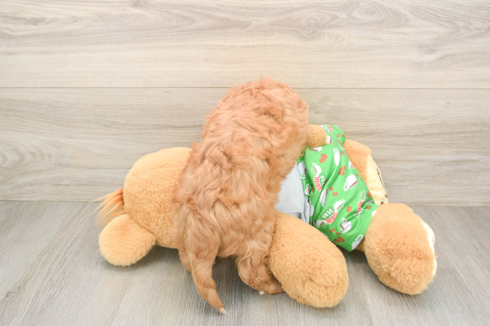 Petite Cavapoo Poodle Mix Pup