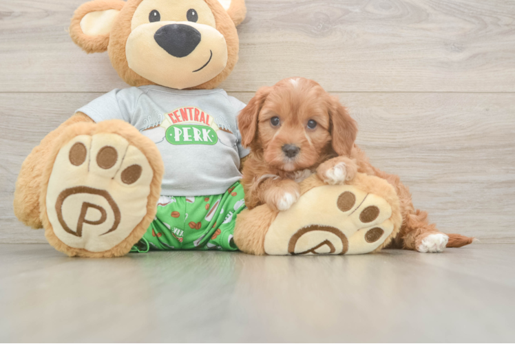 Best Cavapoo Baby