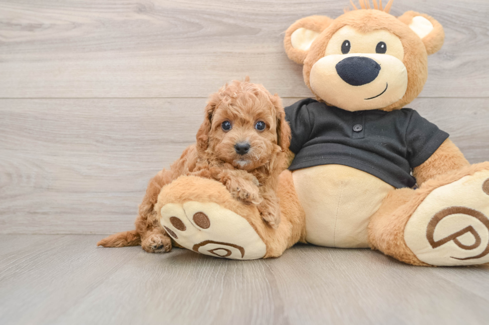 Little Cavipoo Poodle Mix Puppy