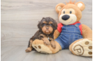 Best Cavapoo Baby