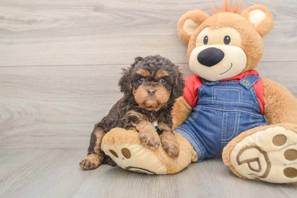 Best Cavapoo Baby