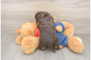 Little Cavipoo Poodle Mix Puppy
