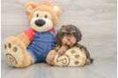 Small Cavapoo Baby