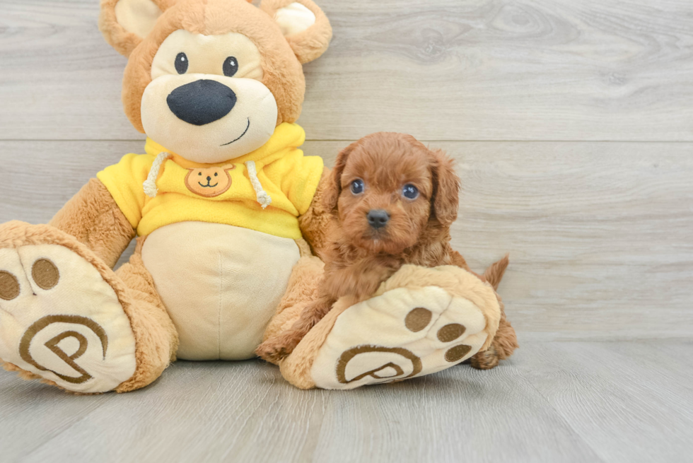 Cute Cavapoo Baby