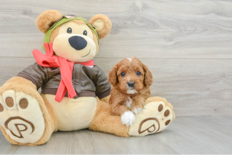 Funny Cavapoo Poodle Mix Pup