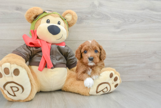 Funny Cavapoo Poodle Mix Pup