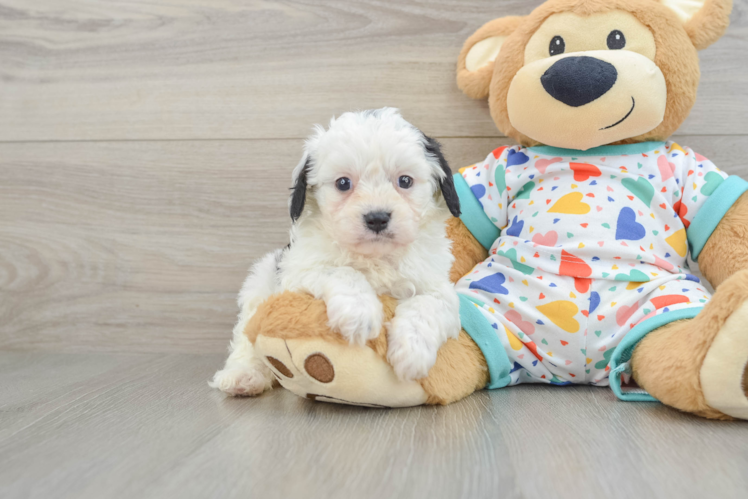 Funny Cavapoo Poodle Mix Pup