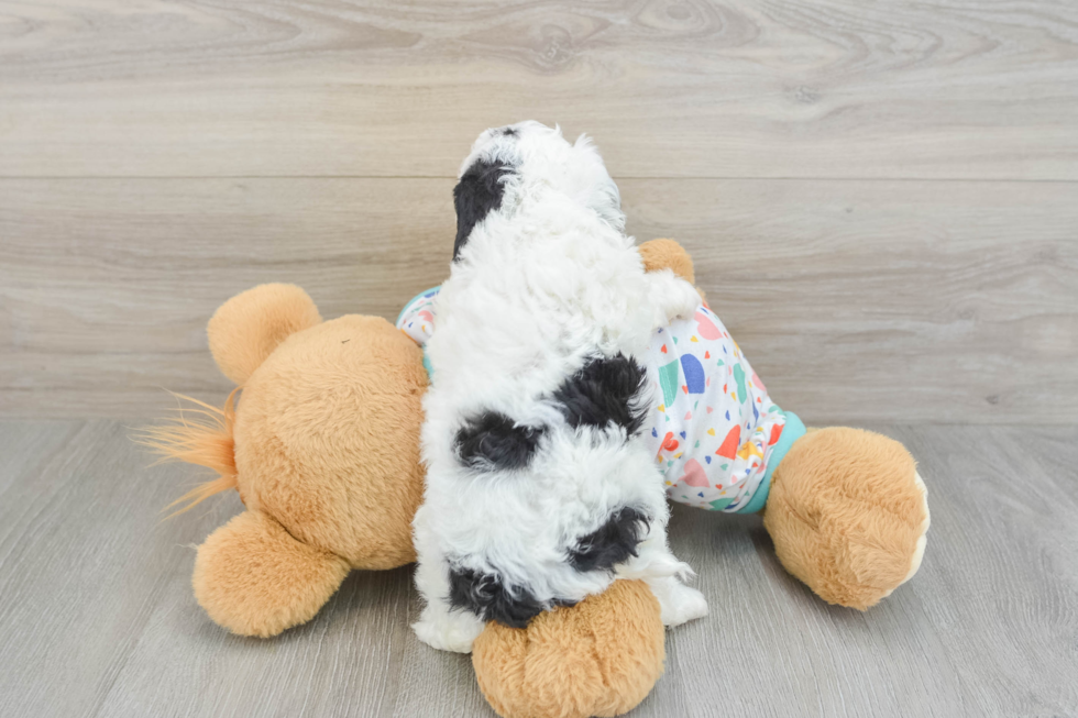 Adorable Cavalier King Charles Spaniel and Poodle Mix Poodle Mix Puppy