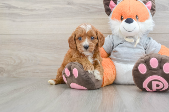 Best Cavapoo Baby