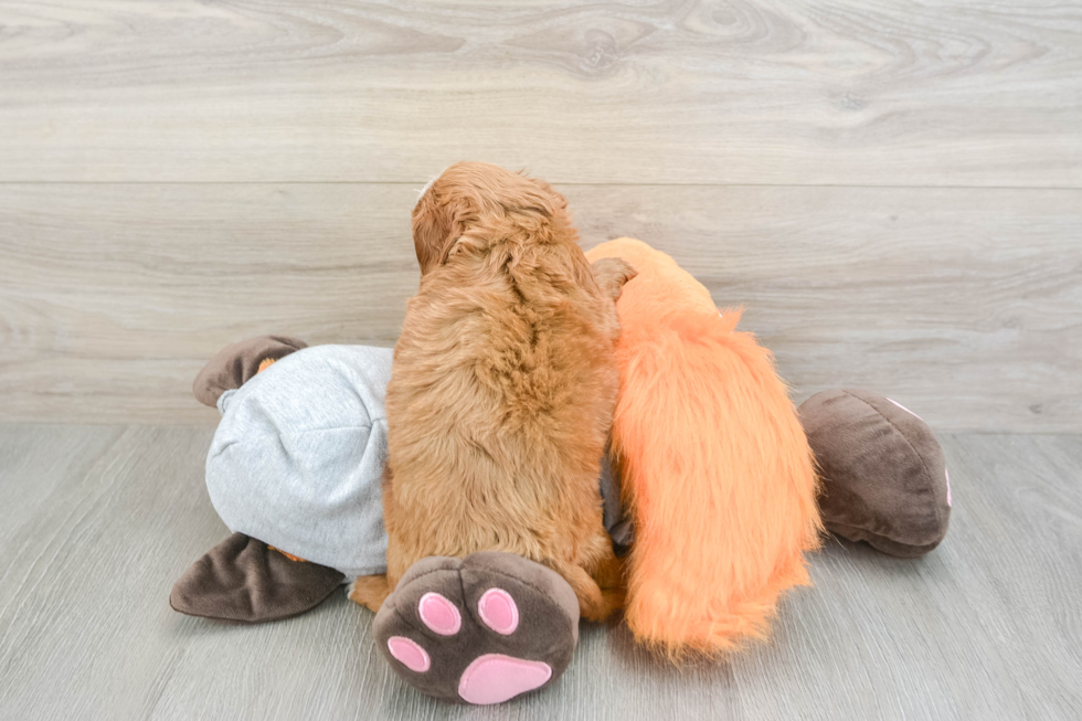 Cavapoo Puppy for Adoption