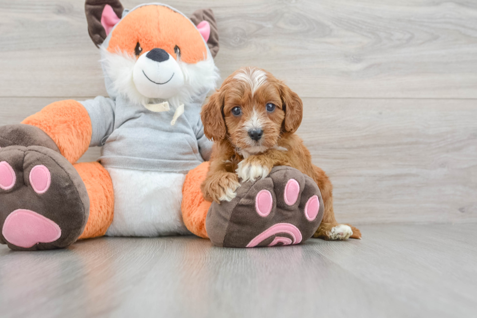 Cavapoo Pup Being Cute