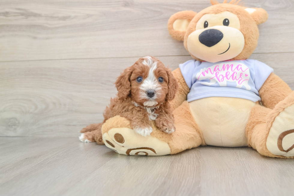 Fluffy Cavapoo Poodle Mix Pup