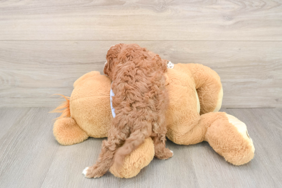 Cavapoo Pup Being Cute