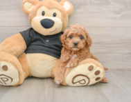8 week old Cavapoo Puppy For Sale - Premier Pups