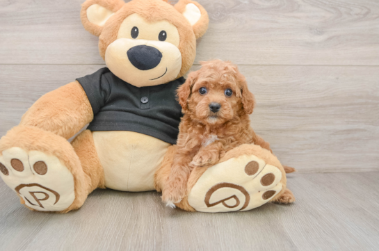 Cavapoo Puppy for Adoption