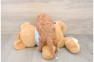 Funny Cavapoo Poodle Mix Pup