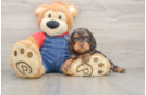 Cavapoo Pup Being Cute