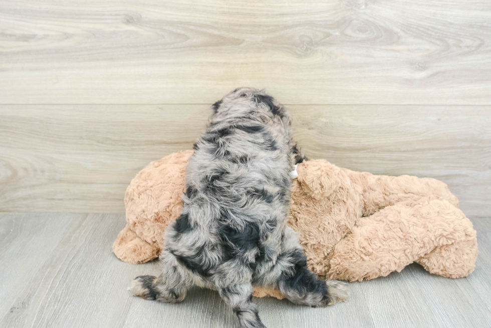 Adorable Cavalier King Charles Spaniel and Poodle Mix Poodle Mix Puppy