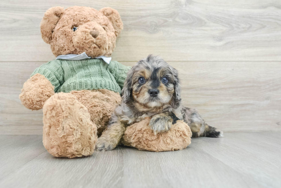Smart Cavapoo Poodle Mix Pup