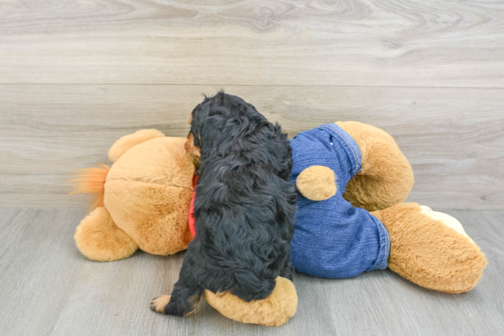 Energetic Cavoodle Poodle Mix Puppy