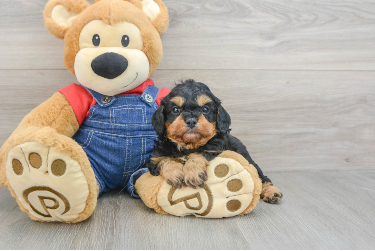 Cavapoo Pup Being Cute