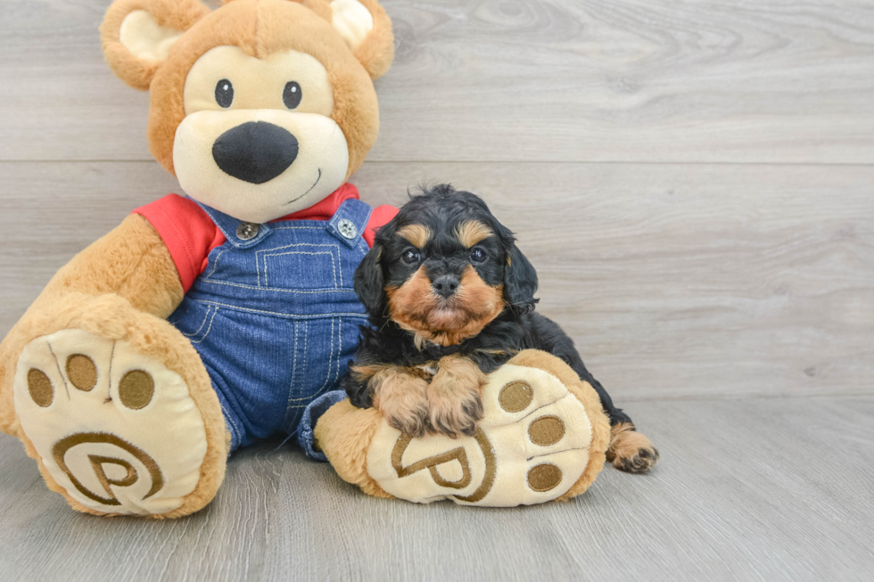 Cavapoo Pup Being Cute