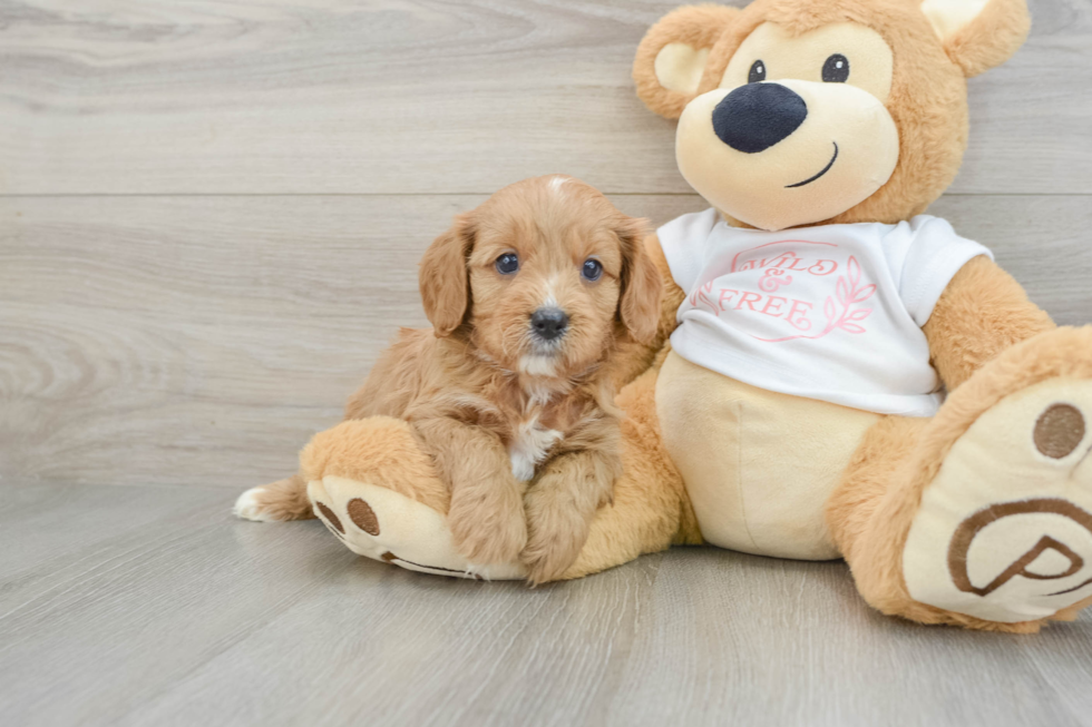 Cavapoo Pup Being Cute