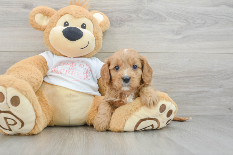 Happy Cavapoo Baby