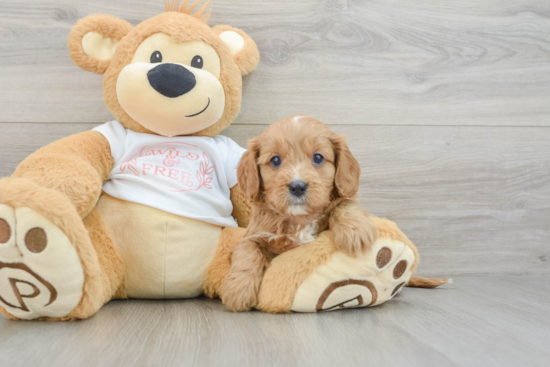 Happy Cavapoo Baby