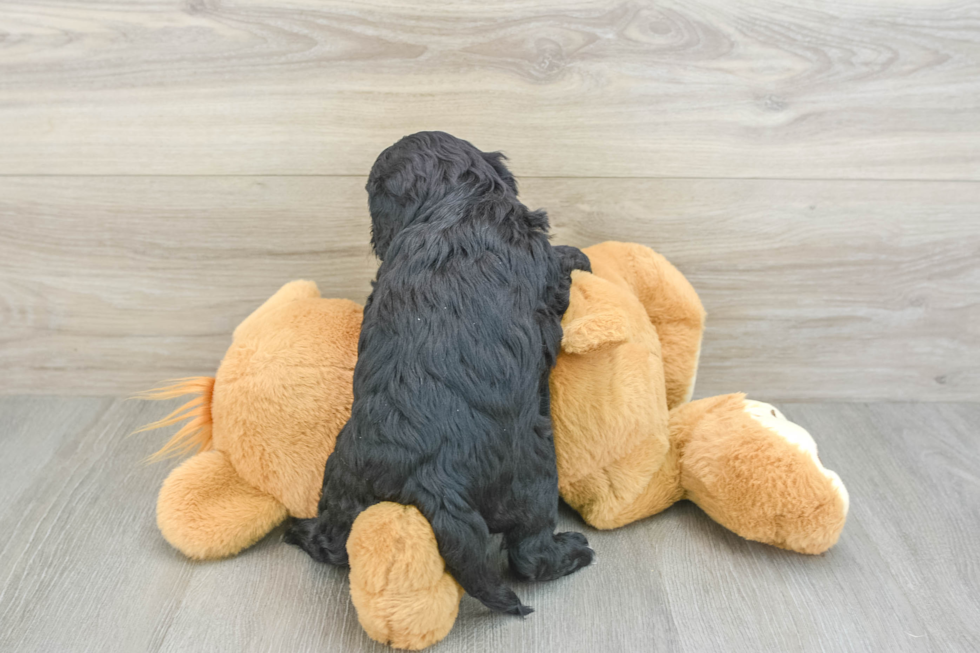 Adorable Cavalier King Charles Spaniel and Poodle Mix Poodle Mix Puppy