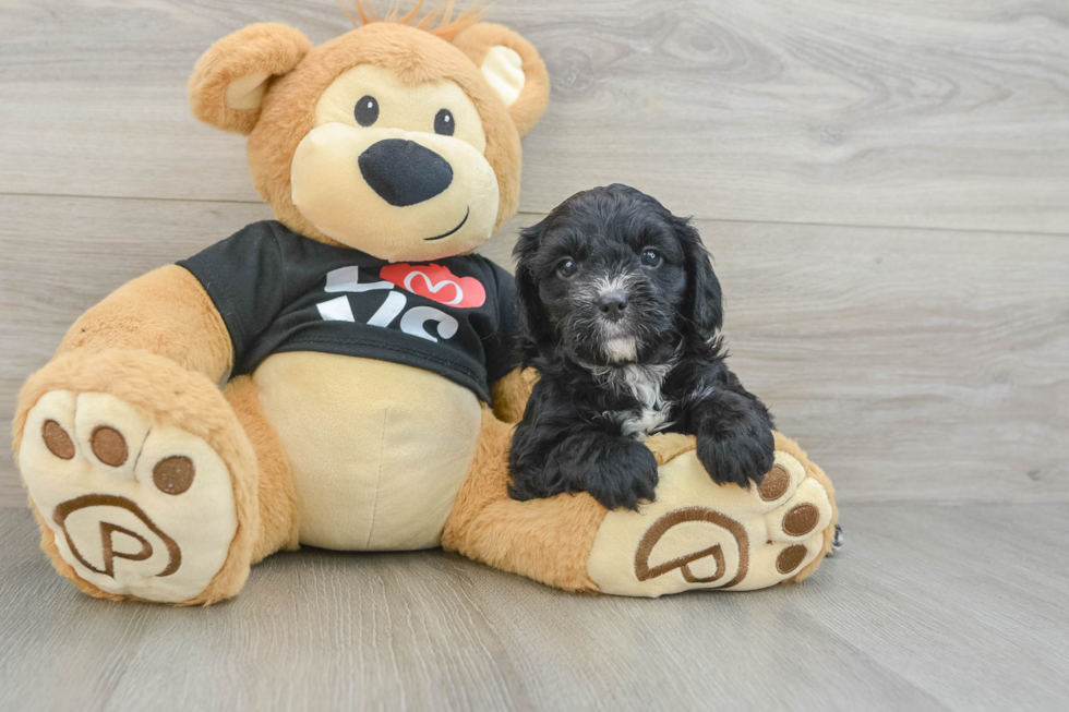 Cavapoo Pup Being Cute