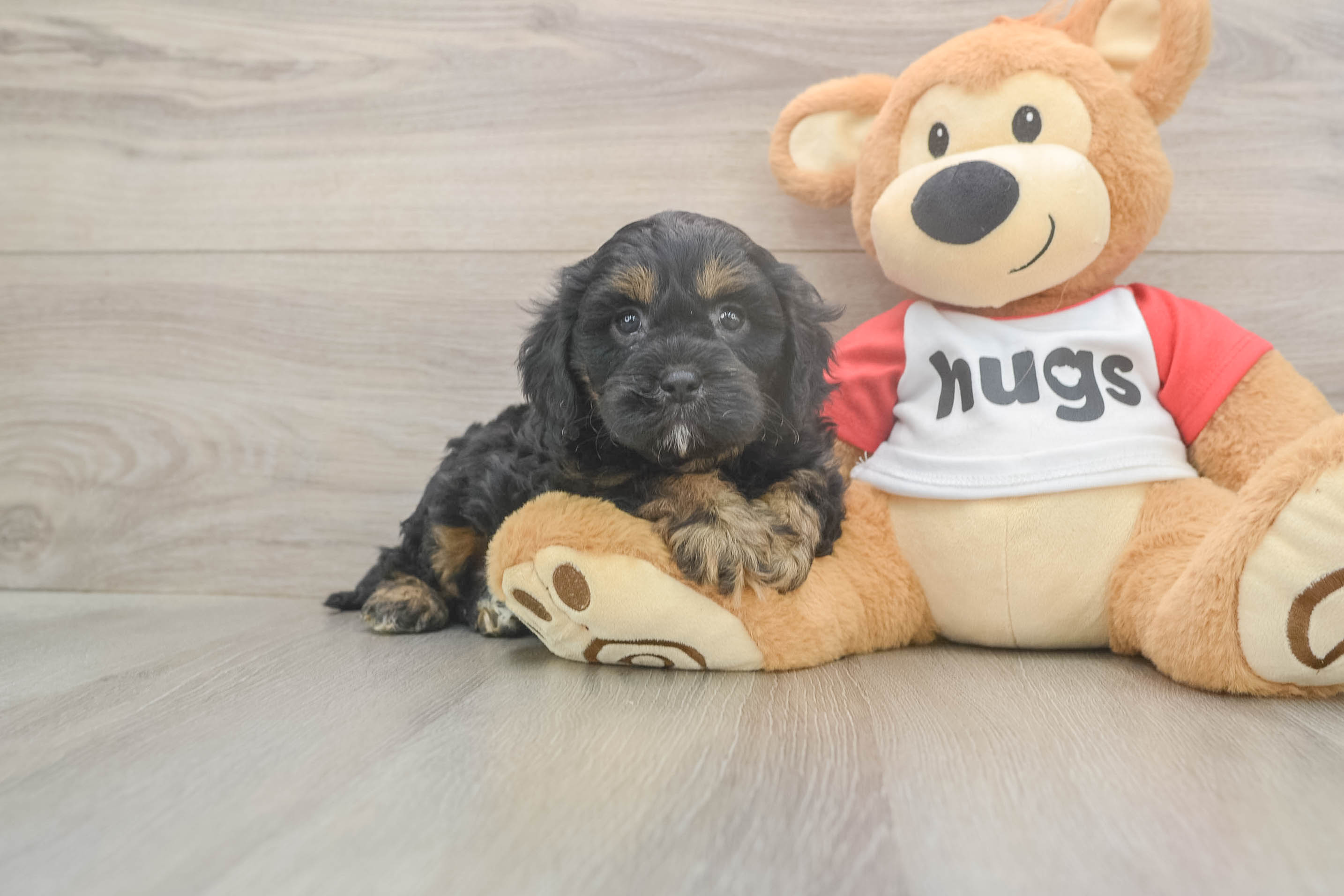 Cavapoo Pup Being Cute
