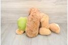 Friendly Cavapoo Baby