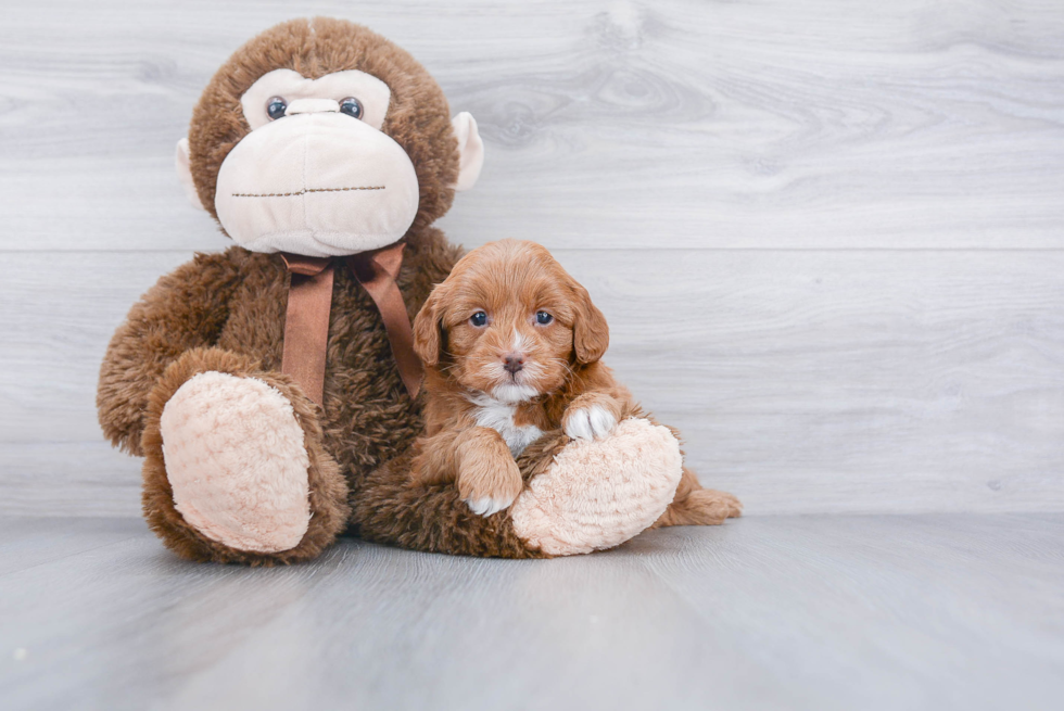 Friendly Cavapoo Baby